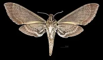 Female △ Ventral side