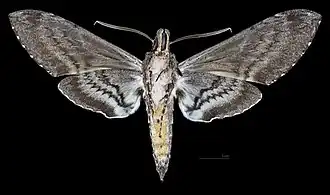 Manduca sexta paphus Male ventral