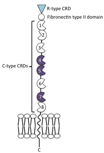The extracellular portion of the mannose receptor contains an N-terminal cystein-rich domain, a fibronectin type II domain and 8 C-type carbohydrate recognition domains. This is followed by a transmembrane region and a short cytoplasmic C-terminal tail