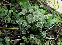 Marchantia, an example of a liverwort (Marchantiophyta)