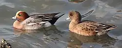 A pair of Eurasian wigeons