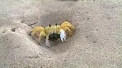 Atlantic ghost crab on a beach in Japaratinga