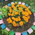 Flowering marigold plants (Eastern Siberia)