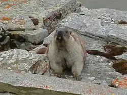 Brown marmot