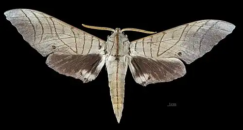 Male M. s. sumatranus, dorsal view