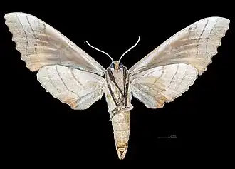 Female, ventral view