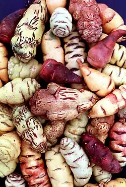 Image 8Mashua tubers (from Andean agriculture)