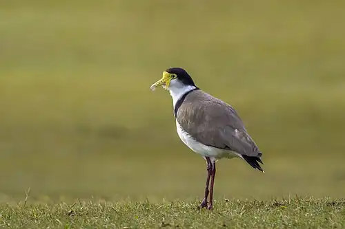 Masked lapwing (Vanellus miles novaehollandiae) Waitakere.jpg