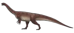 Massospondylus carinatus