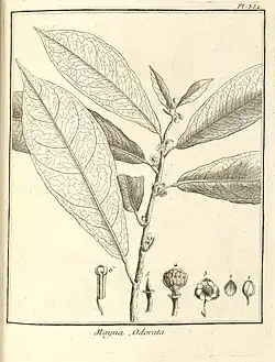 black and white scetch of Mayna odorata by Fusée-Aublet in 1775.