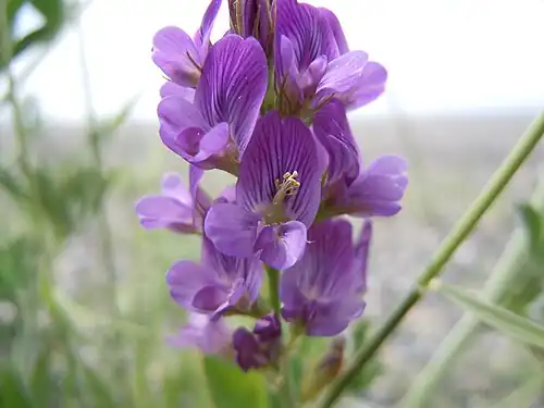 Alfalfa flowers with staminal column of central flower tripped