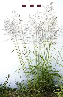 Yerba de guinea (Urochloa maxima)