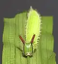 caterpillar