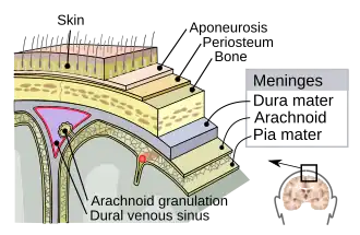 Meninges