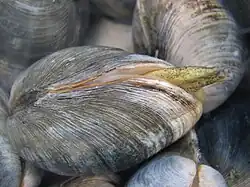 Mercenaria mercenaria, known locally as 'quahog'