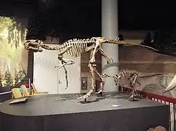 An adult and baby Probactrosaurus.