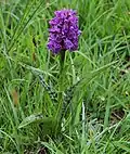 Dactylorhiza occidentalis Burren Habitus