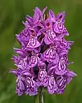 Dactylorhiza occidentalis inflorescence