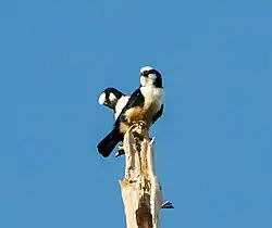 photo of two small black and white falcons