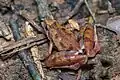 Microhyla berdmorei, Khao Luang National Park