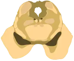 Cross-section of the midbrain at the level of the inferior colliculus