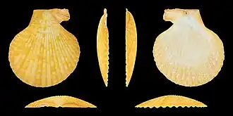 var. citrina, right valve