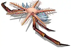 Reconstruction of Mimetaster