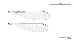 Male Miniargiolestes minimus wings
