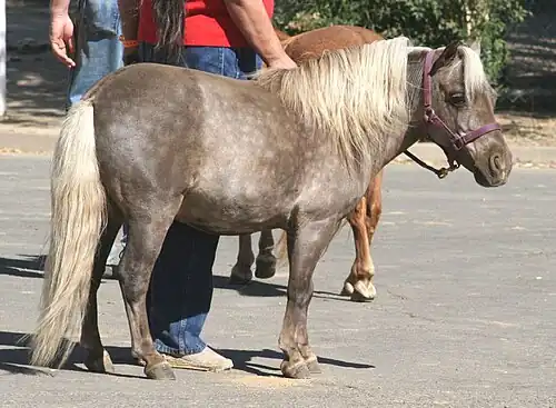 a miniature horse in hand