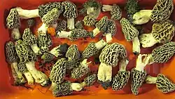 A red bin full of harvested morels, several-inch-high light-colored mushrooms with white stems and membranous caps