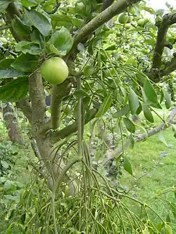 On an apple tree in Essex, England