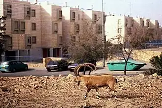 Mitzpe Ramon street scene
