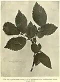 Ulmus plotii Druce leaves, The Gardeners' Chronicle, 1912[44]