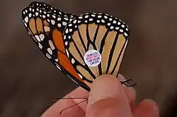 Monarch butterfly tagged with a sticker