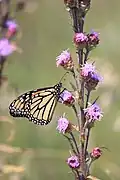 Monarch butterfly on Liatris aspera, North Dakota, USA.
