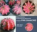 Moon cactus G. mihanovichii var. Pink Diamond