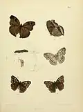 Plate from Frederic Moore's The Lepidoptera of Ceylon depicting imagines, larva and pupa