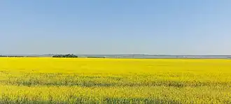 Moose Mountain Upland is visible across a canola field in the RM of Brock No. 64