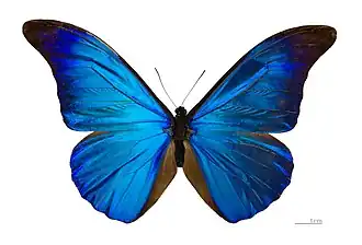 M. rhetenor – this museum specimen is used for education, but thousands are killed for domestic displays, sold to tourists or in gift shops.