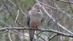 A dove sits on a branch, feathers fluffed.