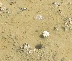 Mud snail near mangroves. Amphibola crenata (titiko).