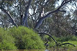 habitat, Macquarie Marshes