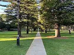 A pathway with pine trees lining it