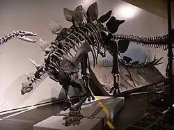 Section of Natural History Stegosaurus skeleton