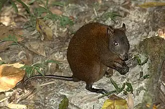 The musky rat-kangaroo is a marsupial species only found in the Wet Tropics ecoregion.