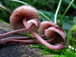 A cluster of purplish-red mushrooms on their sides showing the underside of their caps.
