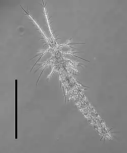 A line drawing of a dorsal view of a small animal with many segments and appendages.