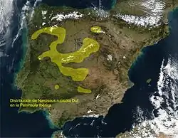 Distribution map of Narcissus rupicola