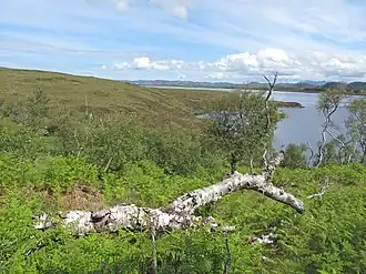 Woodland in the eastern shore of Loch Osgaig