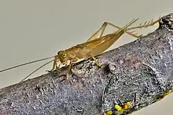 Another view of the same specimen